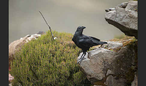 Somalirabe (Corvus edithae)