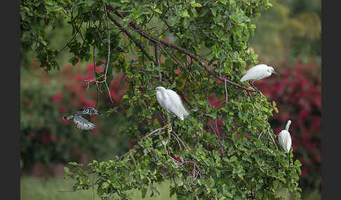 Seidenreiher (Egretta garzetta)