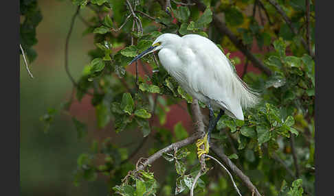 Seidenreiher (Egretta garzetta)