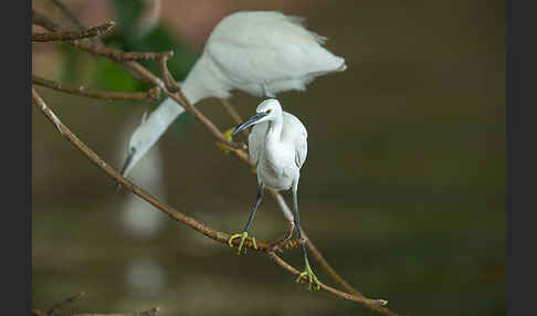 Seidenreiher (Egretta garzetta)