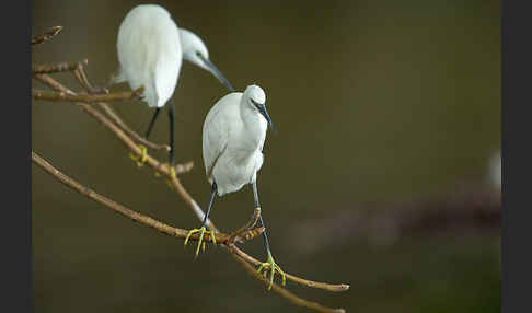 Seidenreiher (Egretta garzetta)