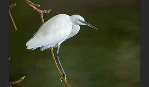 Seidenreiher (Egretta garzetta)