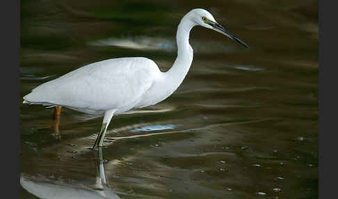 Seidenreiher (Egretta garzetta)