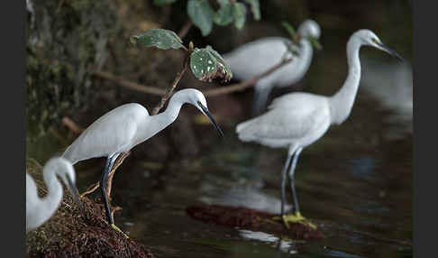 Seidenreiher (Egretta garzetta)