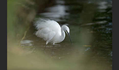 Seidenreiher (Egretta garzetta)