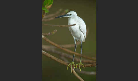 Seidenreiher (Egretta garzetta)