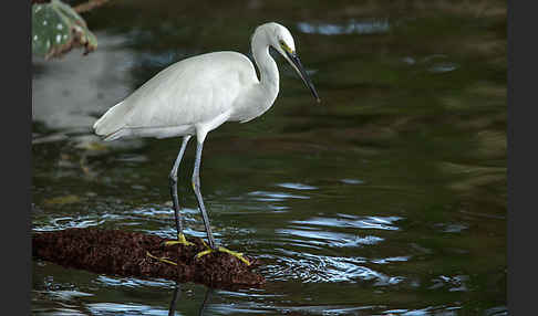 Seidenreiher (Egretta garzetta)