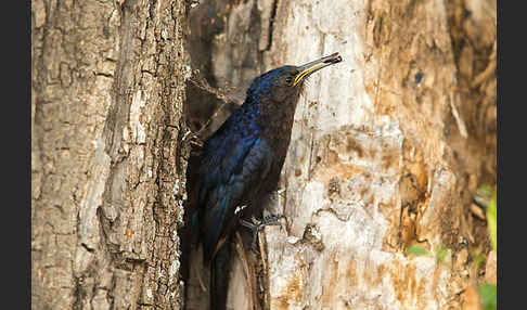 Schwarzschnabel-Baumhopf (Phoeniculus somaliensis)