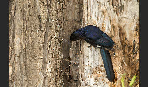 Schwarzschnabel-Baumhopf (Phoeniculus somaliensis)