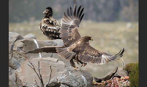 Bartgeier sspec. (Gypaetus barbatus meridionalis)