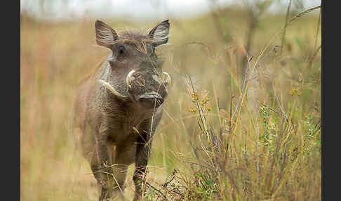 Warzenschwein (Phacochoerus africanus)