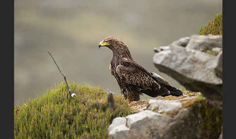 Savannenadler (Aquila rapax)