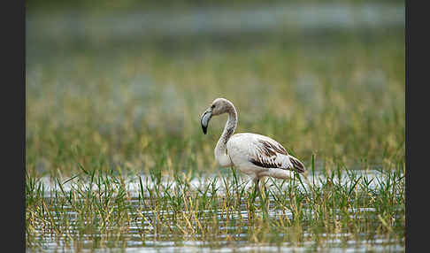 Rosaflamingo (Phoenicopterus roseus)