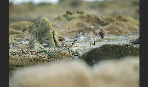 Senegaltriel (Burhinus senegalensis)