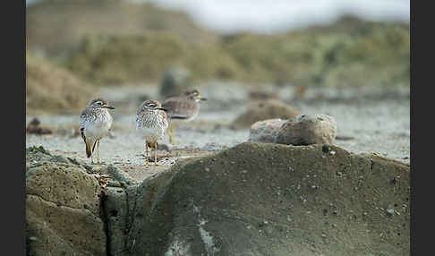 Senegaltriel (Burhinus senegalensis)