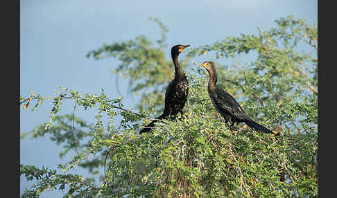 Riedscharbe (Phalacrocorax africanus)