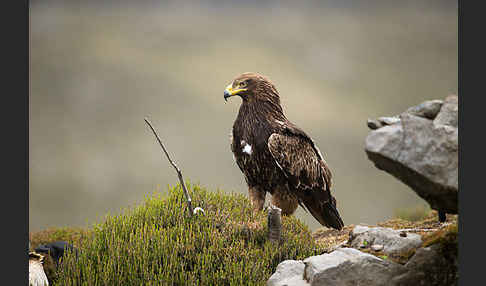 Savannenadler (Aquila rapax)