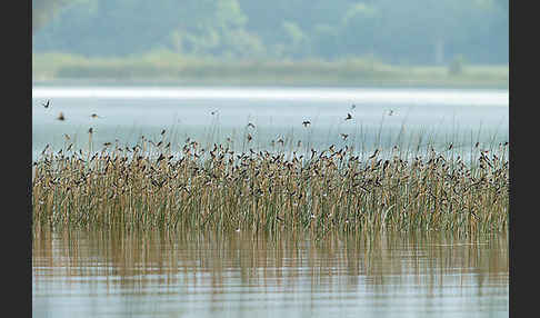 Uferschwalbe (Riparia riparia)