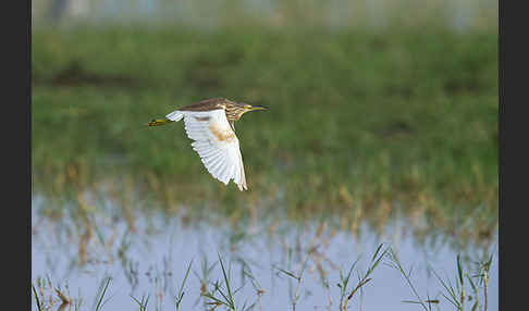 Rallenreiher (Ardeola ralloides)