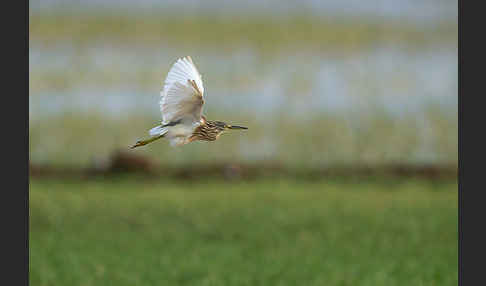 Rallenreiher (Ardeola ralloides)