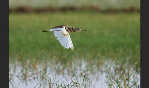 Rallenreiher (Ardeola ralloides)