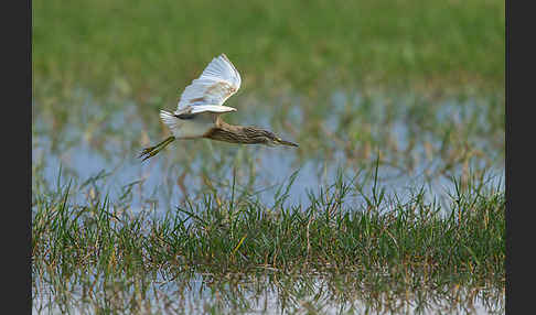 Rallenreiher (Ardeola ralloides)