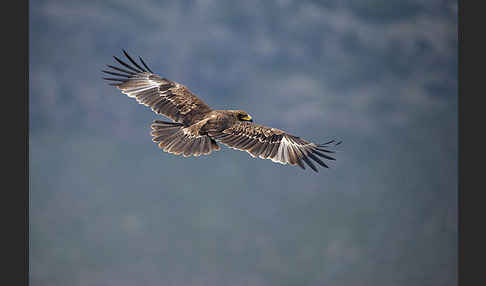 Savannenadler (Aquila rapax)