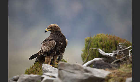 Savannenadler (Aquila rapax)