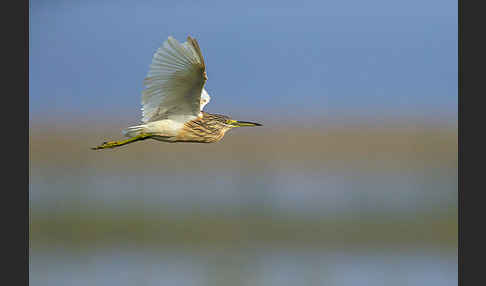 Rallenreiher (Ardeola ralloides)