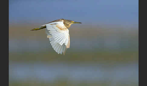 Rallenreiher (Ardeola ralloides)