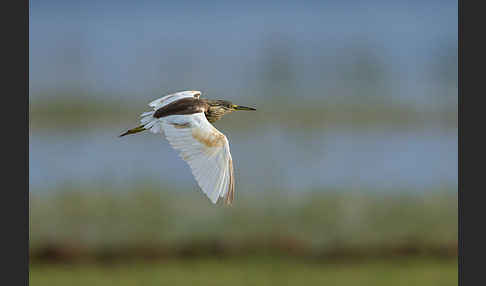 Rallenreiher (Ardeola ralloides)