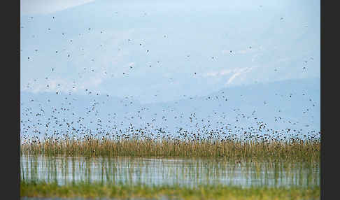 Uferschwalbe (Riparia riparia)