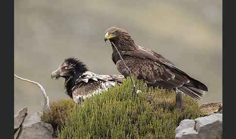 Bartgeier sspec. (Gypaetus barbatus meridionalis)