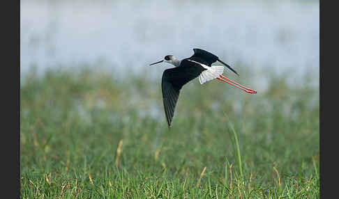 Stelzenläufer (Himantopus himantopus)