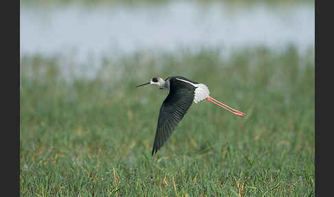 Stelzenläufer (Himantopus himantopus)