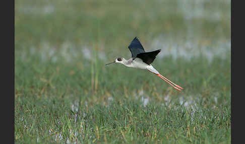 Stelzenläufer (Himantopus himantopus)