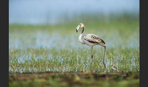 Rosaflamingo (Phoenicopterus roseus)