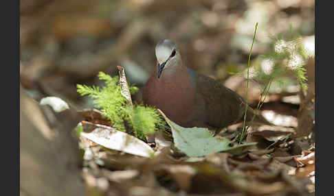 Zimttaube (Aplopelia larvata)