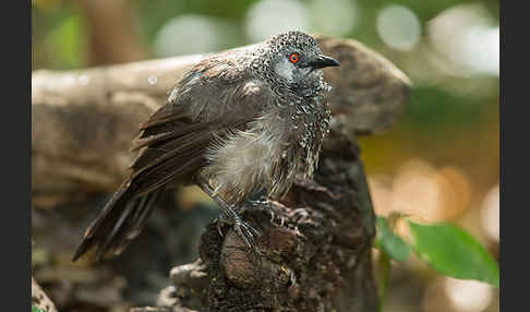 Weißbürzeldrossling (Turdoides leucopygia)