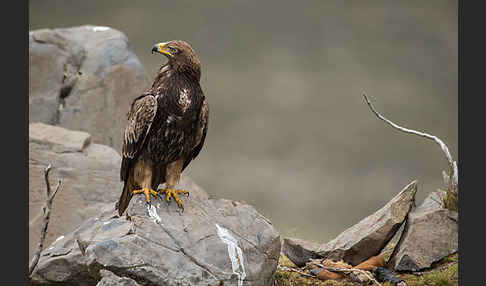 Savannenadler (Aquila rapax)