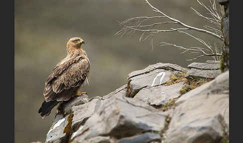 Savannenadler (Aquila rapax)