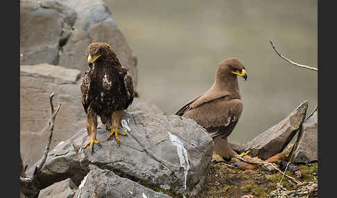 Savannenadler (Aquila rapax)