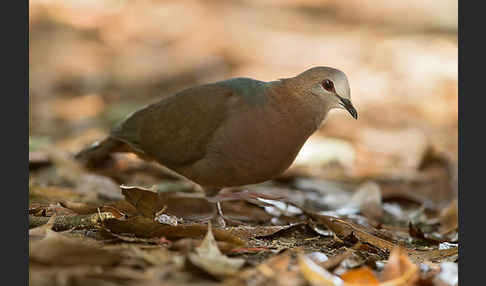 Zimttaube (Aplopelia larvata)