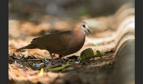 Zimttaube (Aplopelia larvata)