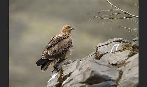 Savannenadler (Aquila rapax)