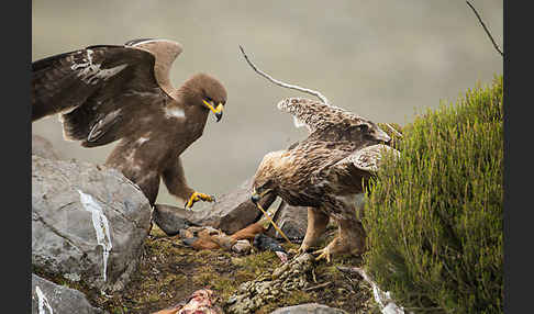 Savannenadler (Aquila rapax)