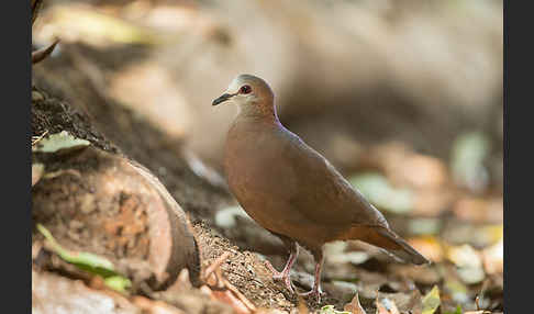 Zimttaube (Aplopelia larvata)