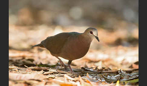 Zimttaube (Aplopelia larvata)