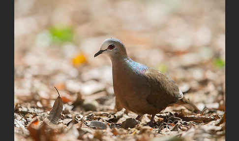 Zimttaube (Aplopelia larvata)