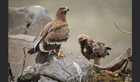 Savannenadler (Aquila rapax)